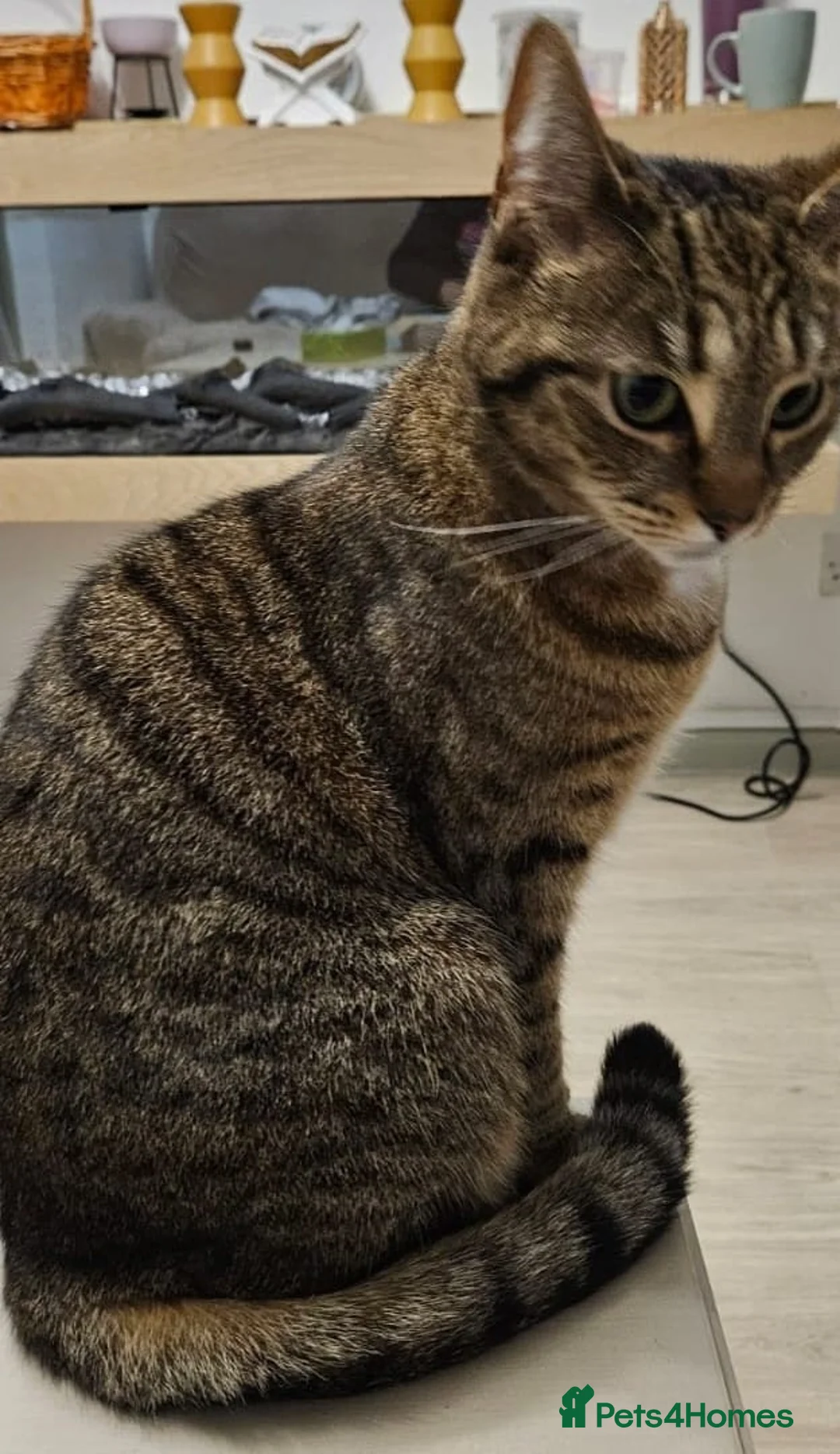 Mixed Breed cats for adoption: Beautiful Pixie looking for a home - Advert 3