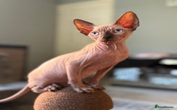 Sphynx cats for sale: Beautiful Sphynx Kittens Available  - Image 13
