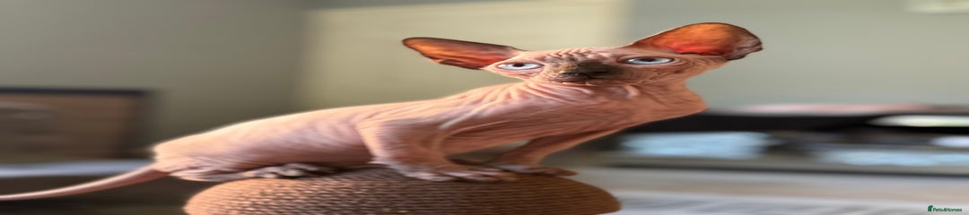 Sphynx Kitten 5