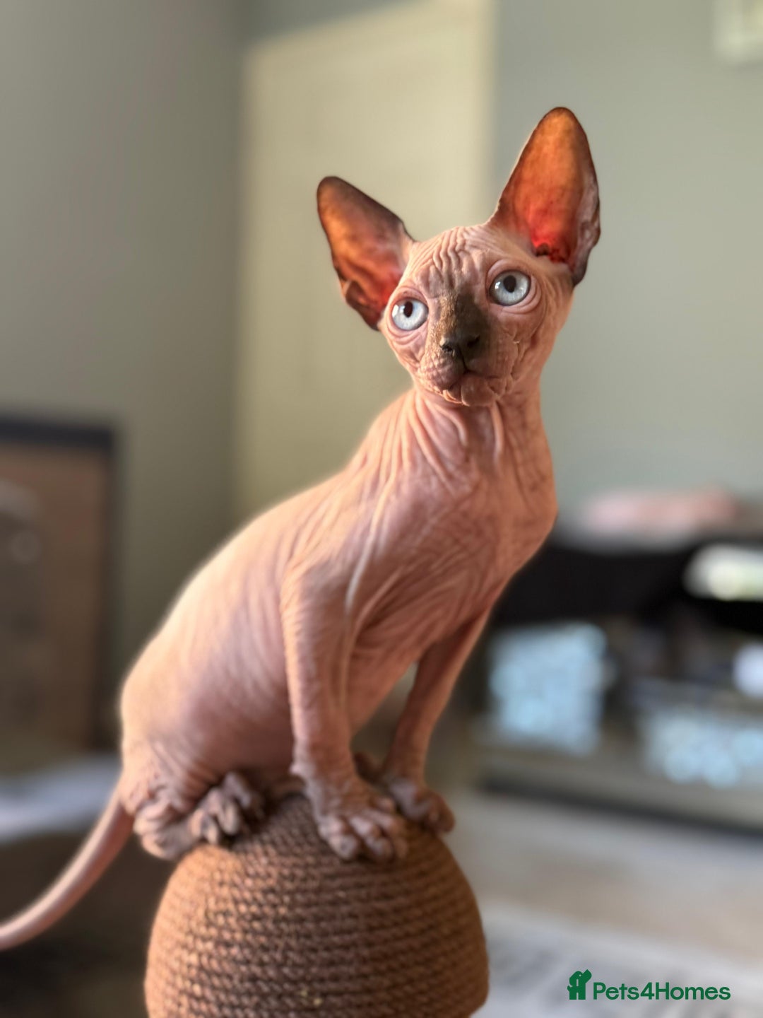 Sphynx cats for sale: Beautiful Sphynx Kittens Available  - Image 13