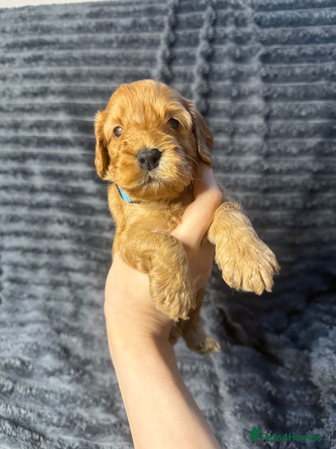 Cockapoo dogs for sale: F1 RARE VILLASPANIOL CHAMPION LINE  COCKAPOOS  - Advert 15
