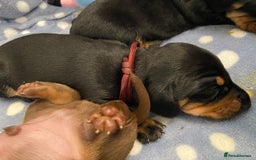 Miniature Dachshund dogs for sale: TRUE MINIATURE DACHSHUND PUPPIES  - Image 4