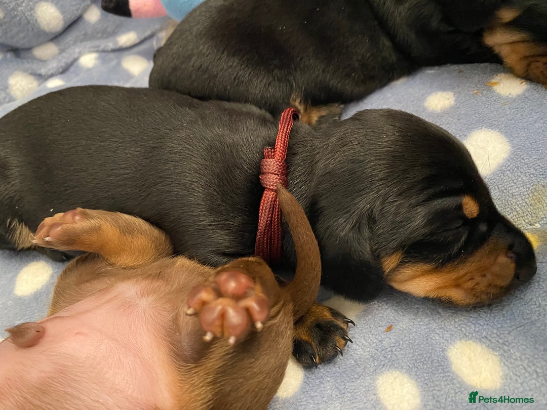 Miniature Dachshund dogs for sale: TRUE MINIATURE DACHSHUND PUPPIES  - Image 4
