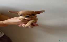 Chihuahua dogs for sale: ADORABLE SUPER TINY CHIHUAHUA PUPPIES - Image 4