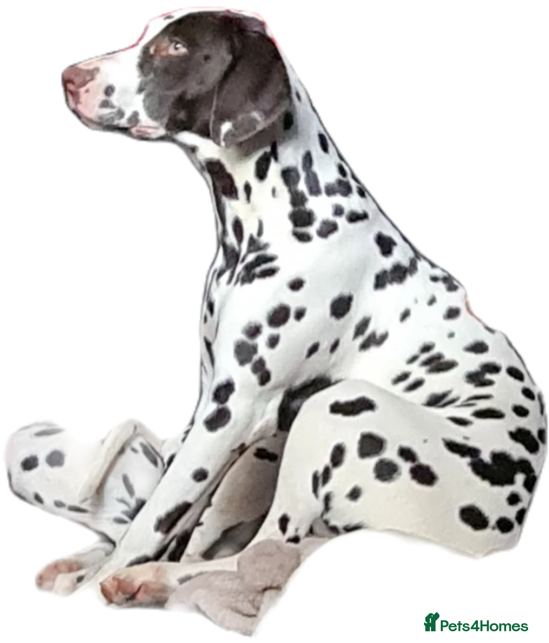 Dalmatian dogs for stud: Liver spot kc dalmatian for stud in Bedford - Advert 5