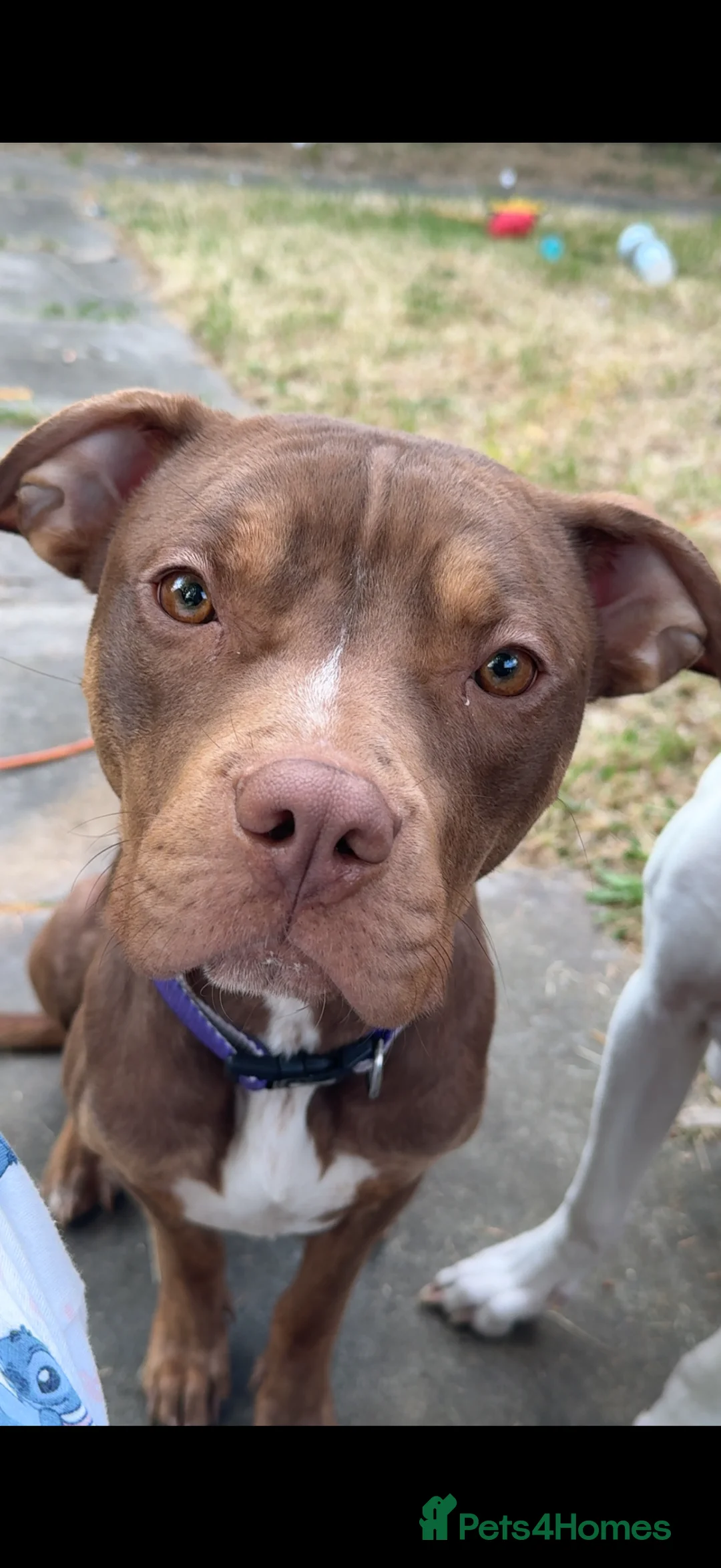 Mixed Breed dogs for sale: American bulldog cross Labrador  - Advert 1