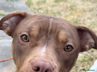 Mixed Breed dogs American bulldog cross Labrador - Advert 10