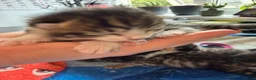 Mixed Breed cats for sale: Beautiful kittens and Mummy - Advert 23