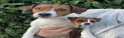 Jack Russell dogs for sale: Stunning litter of true Jack Russell’s  - Advert 7