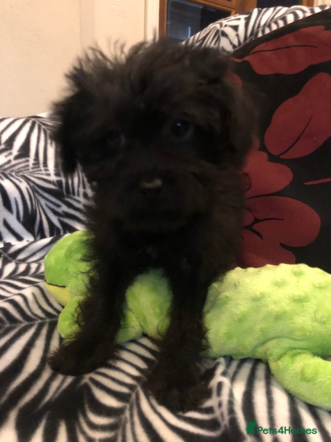Mixed Breed dogs for sale: shihpoo x maltese puppies for sale - Advert 21