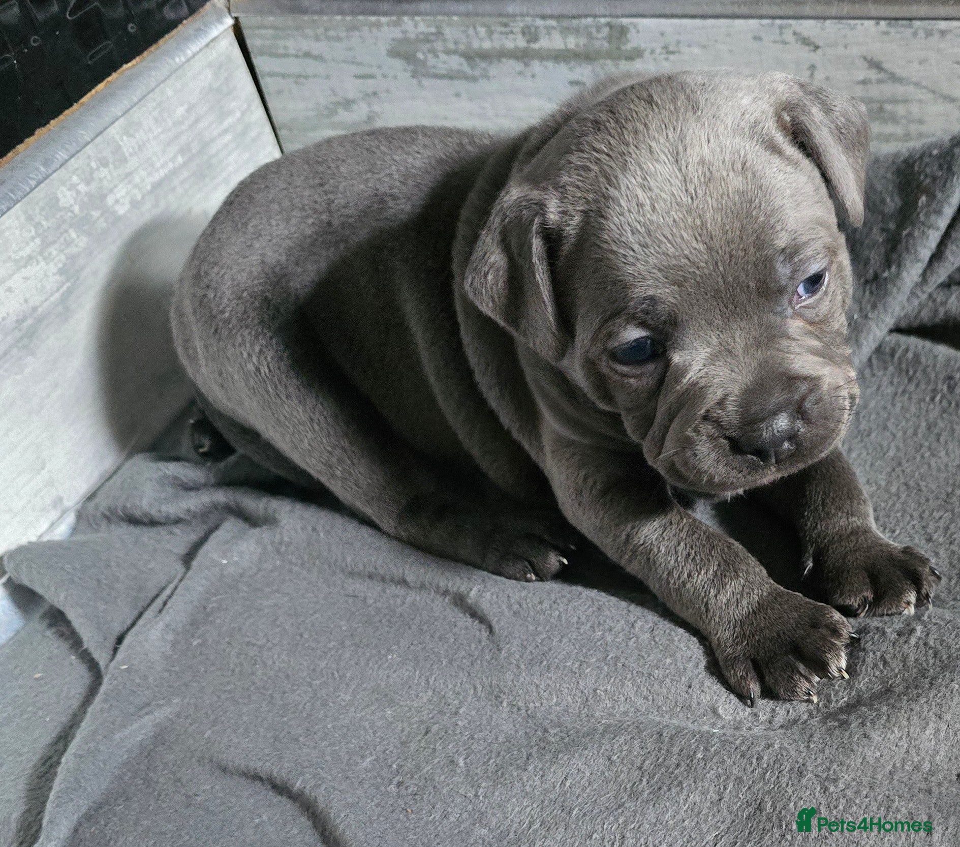 Staffordshire Bull Terrier dogs Stunning KC reg SBT BLUE PUPS - Advert 2
