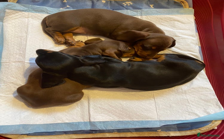 Dachshund dogs - Advert 4