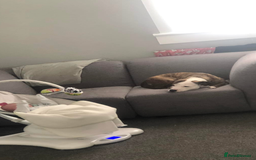 Staffordshire Bull Terrier dogs for sale: Loving Female staffy  - Image 1
