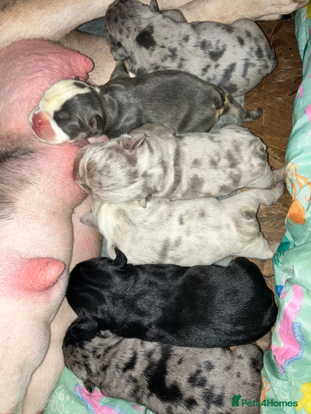 English Bulldog dogs for stud: Chocolate and tan stud includes 2 ai in Walsall - Advert 28