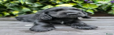 Cocker Spaniel 2