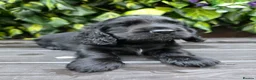 Cocker Spaniel dogs for sale: Ready now beautiful cocker spaniel pups  - Advert 9