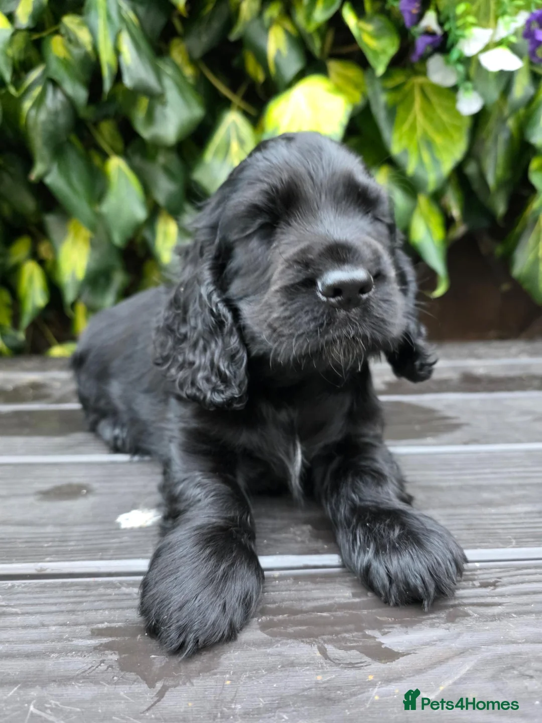 Cocker Spaniel dogs for sale: Ready now beautiful cocker spaniel pups  - Advert 9