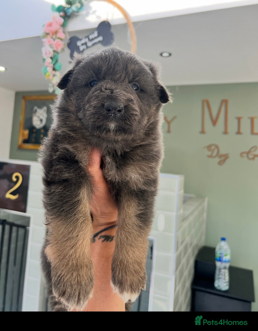 German Shepherd dogs for sale: ❤️KC pups ✨ health tested parents  - Advert 1