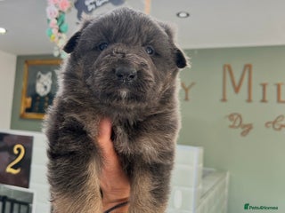 German Shepherd dogs ❤️KC pups ✨ health tested parents - Advert 6