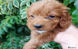 Cockapoo dogs for sale: F1 fox red cockerpoo puppies  - Image 1