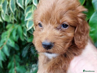 Cockapoo dogs - Advert 13