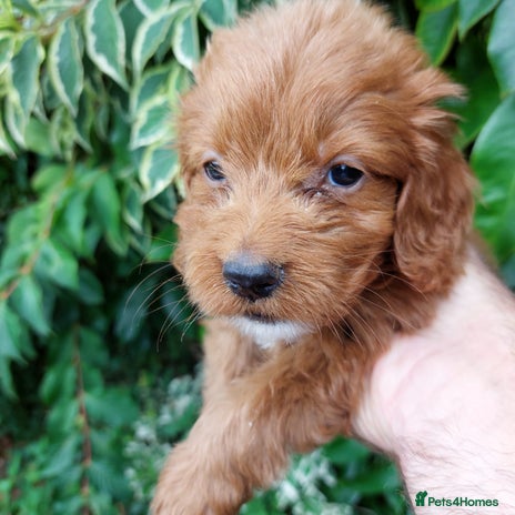 Cockapoo dogs - Advert 1
