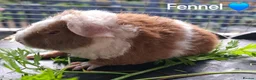 Guinea Pig rodents for sale: Purebred teddy pup & chinchilla cross pup 💙💙 - Advert 2