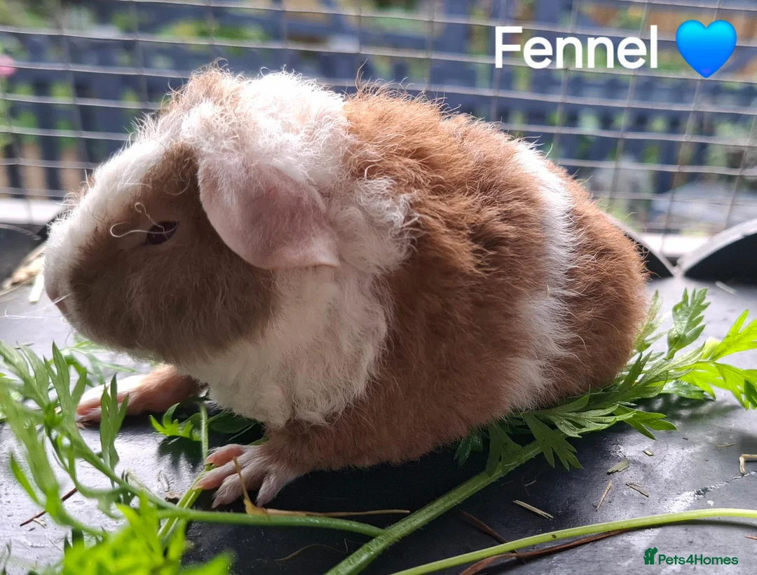 Guinea Pig rodents for sale: Purebred teddy pup & chinchilla cross pup 💙💙 - Advert 2