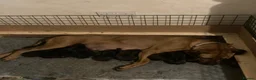 Mixed Breed dogs for sale: Gorgeous Rhodesian Ridgeback cross puppies  - Advert 11