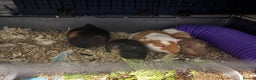 Guinea Pig rodents for sale: Two Male Bonded Brothers Together From Birth  - Advert 6