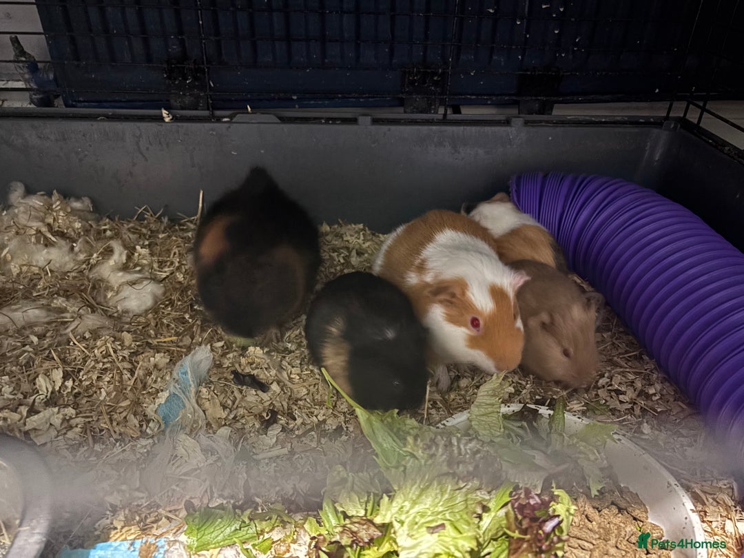 Guinea Pig rodents for sale: Two Male Bonded Brothers Together From Birth  - Advert 6