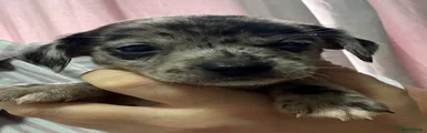 Jackshund 3