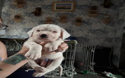 Mixed Breed dogs for sale: long haired Boxapoints - Image 8
