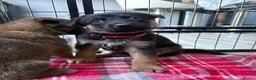 Mixed Breed dogs for sale: Belgian malinois x German Shepherd puppies  - Advert 21