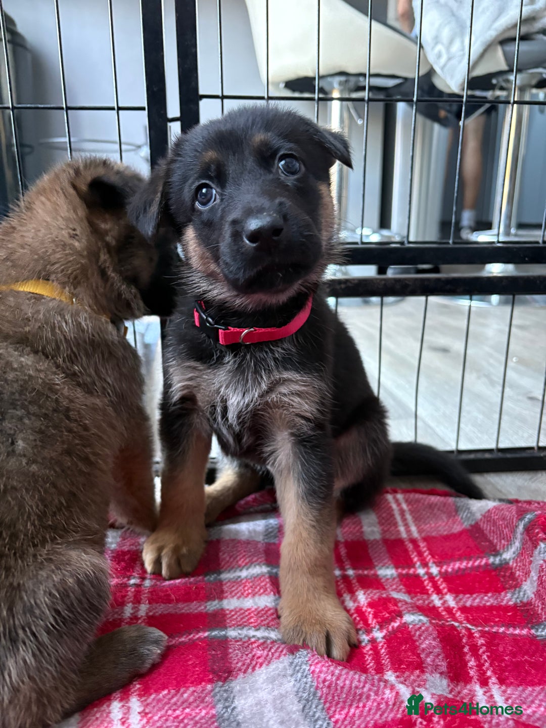 Mixed Breed dogs for sale: Belgian malinois x German Shepherd puppies  - Advert 21