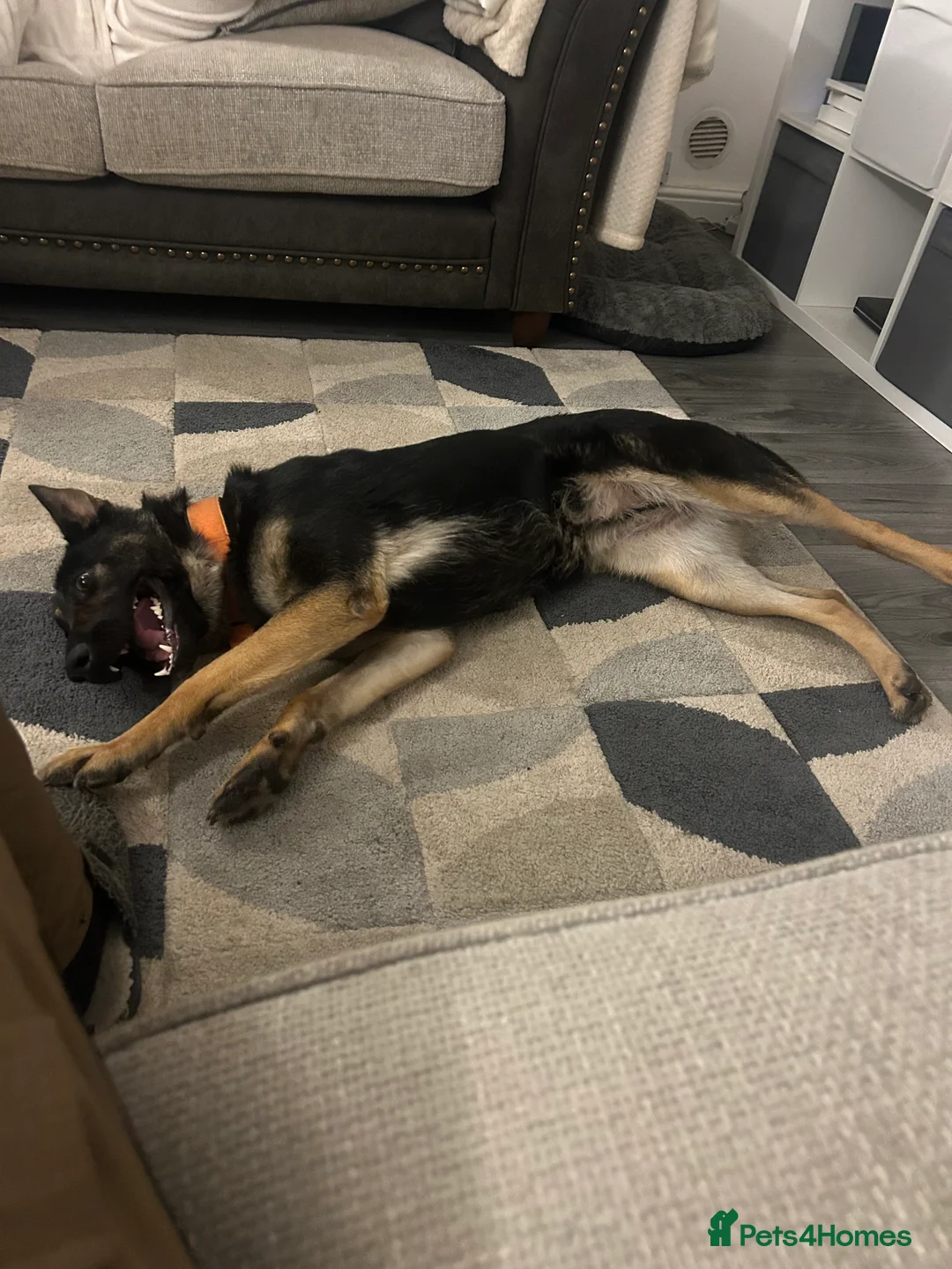 German Shepherd dogs for sale: German Shepherd bitch  - Advert 2