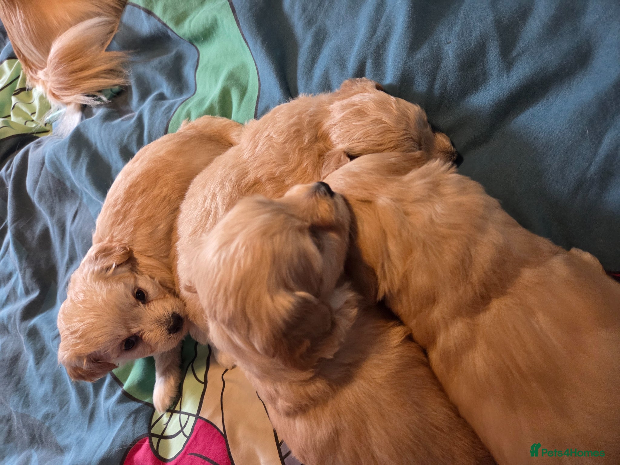 Chipoo dogs for sale:  Chihuahua x miniature poodles  in Leicester - Advert 24