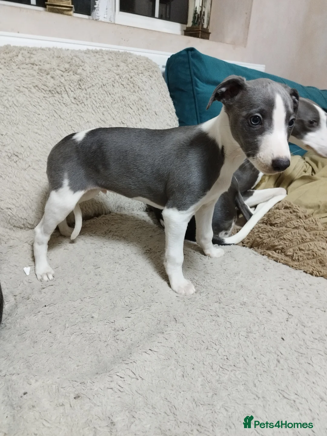 Whippet dogs for sale: Beautiful KC registered whippet puppies  - Advert 5