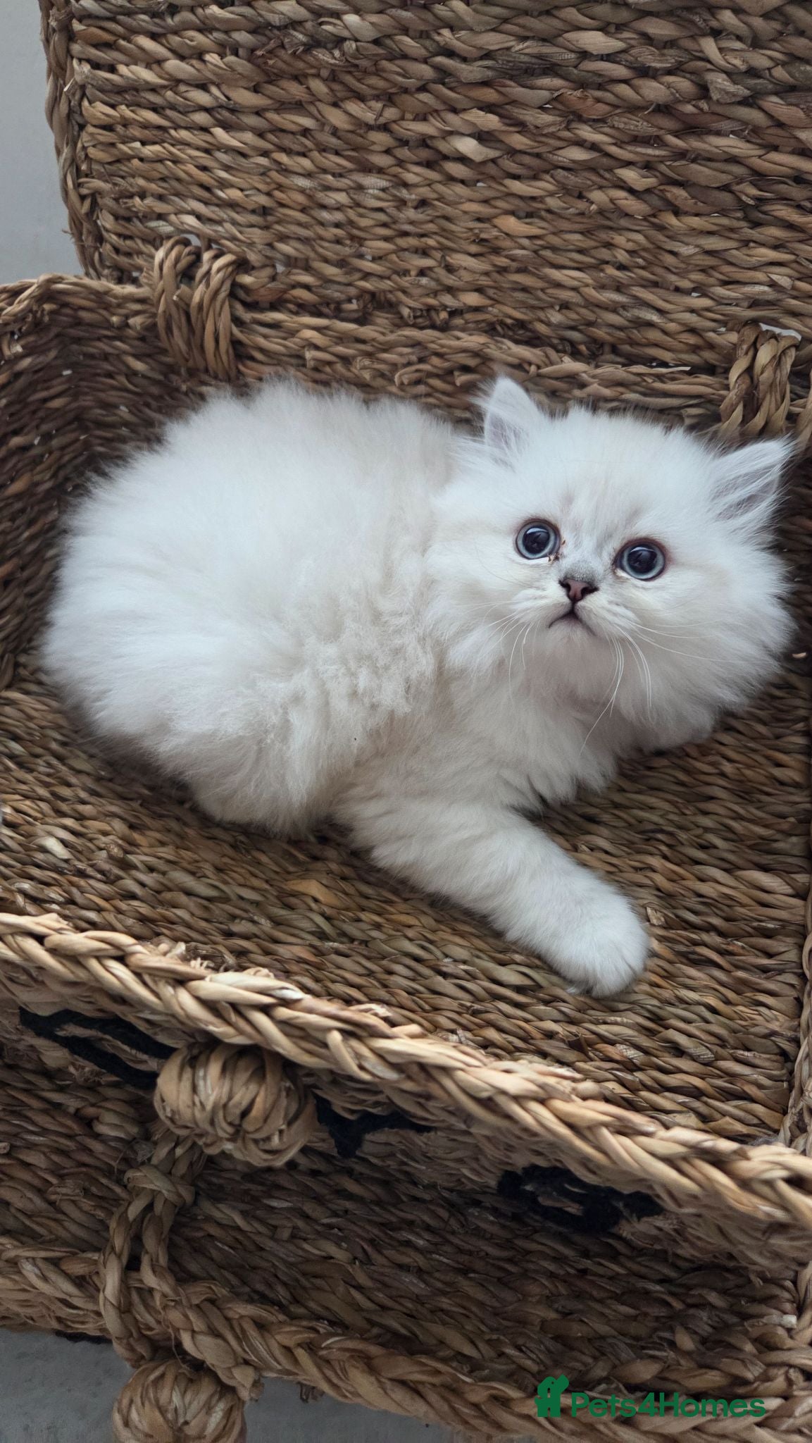 Persian cats FEMALE Persian chinchilla  - Advert 2