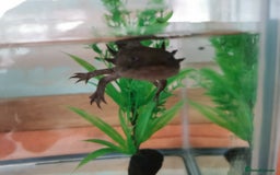 Axolotl reptiles for sale: Axolotl and full set up  - Image 1