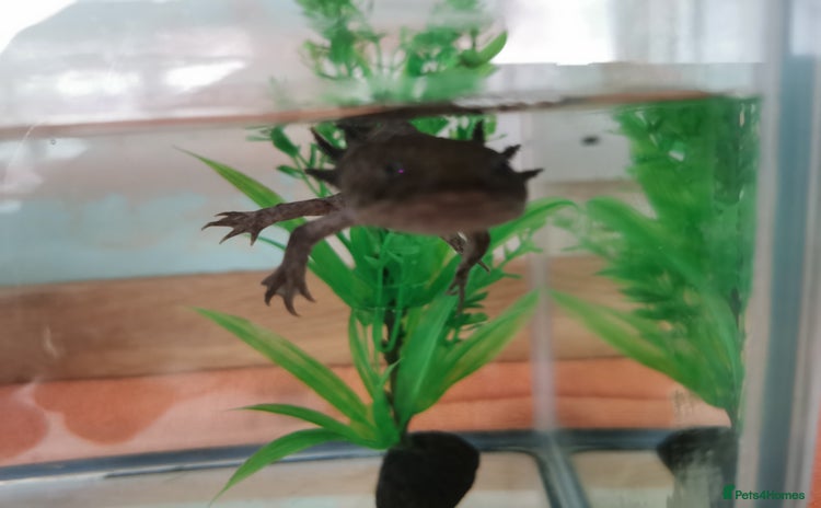 Axolotl reptiles - Advert 1