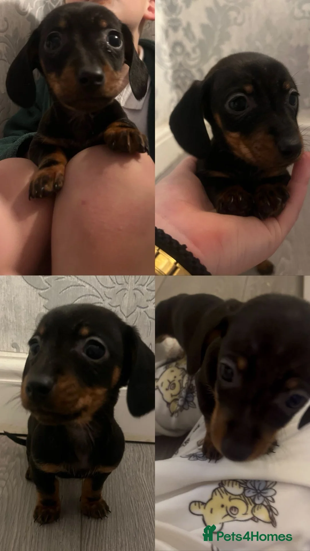 Dachshund dogs for sale: Lovely little lady  - Advert 2