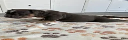 American Bully dogs for sale: ABKC champion Pocket bully - Advert 8