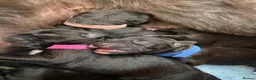 Mixed Breed dogs for sale: Beautiful Bedlington whippet puppies for sale in Newmarket - Advert 8