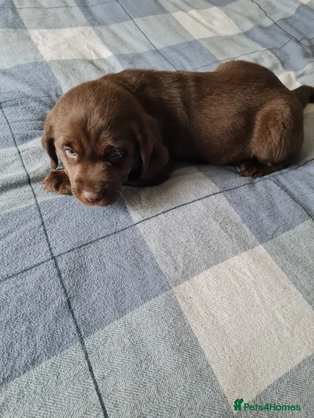 Labrador Retriever dogs for sale: Labrador Bitch puppy  in Sunderland - Advert 1