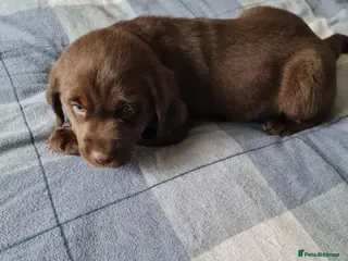 Labrador Retriever dogs Labrador Bitch puppy in Sunderland - Advert 2