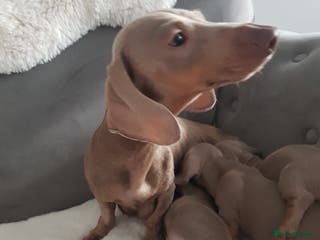 Miniature Dachshund dogs Miniature dachshund - Advert 10