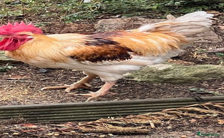 Chickens poultry - Advert 16