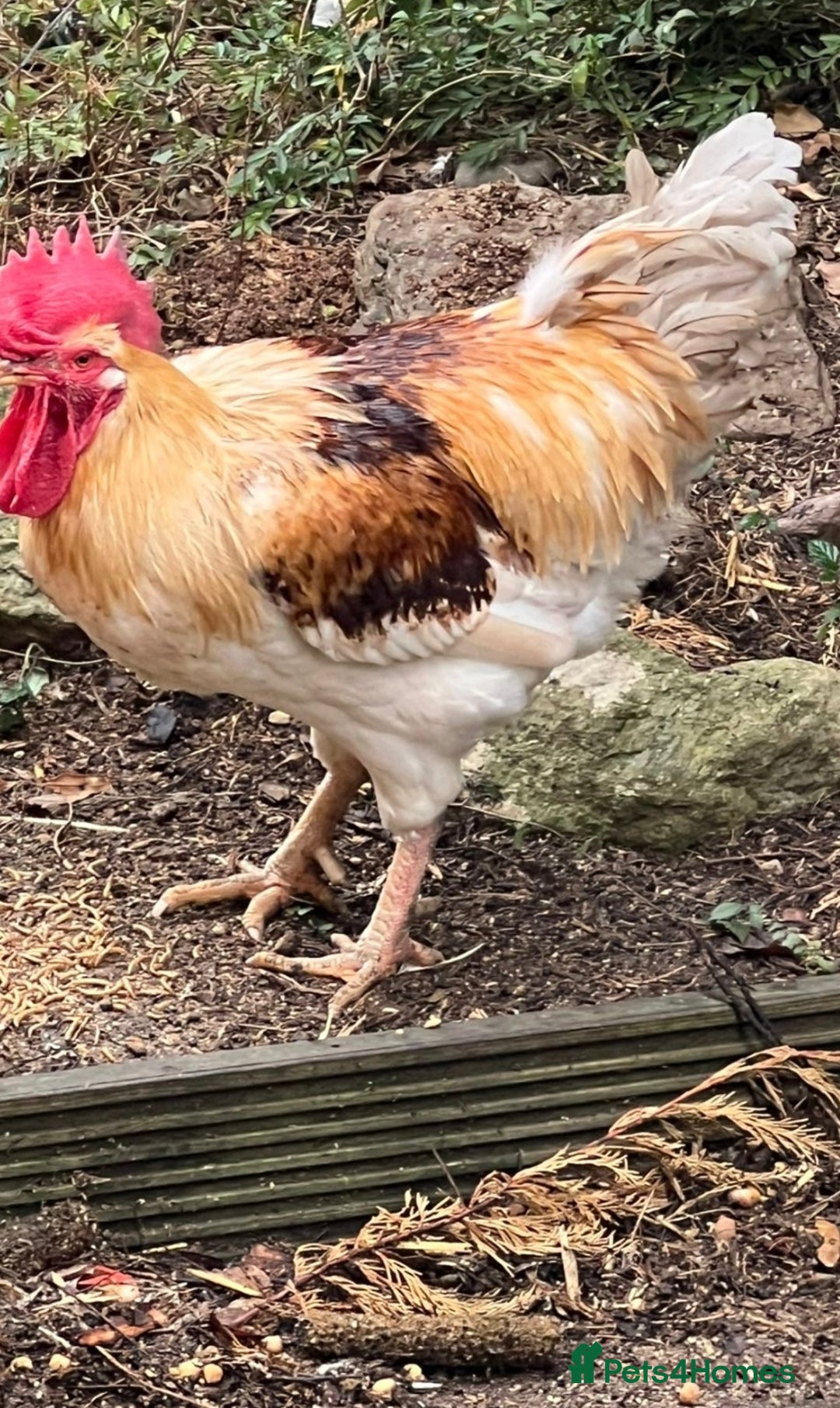 Chickens poultry for sale: Beautiful rooster and coop - Advert 1