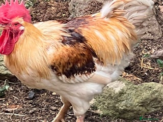 Chickens poultry - Advert 15